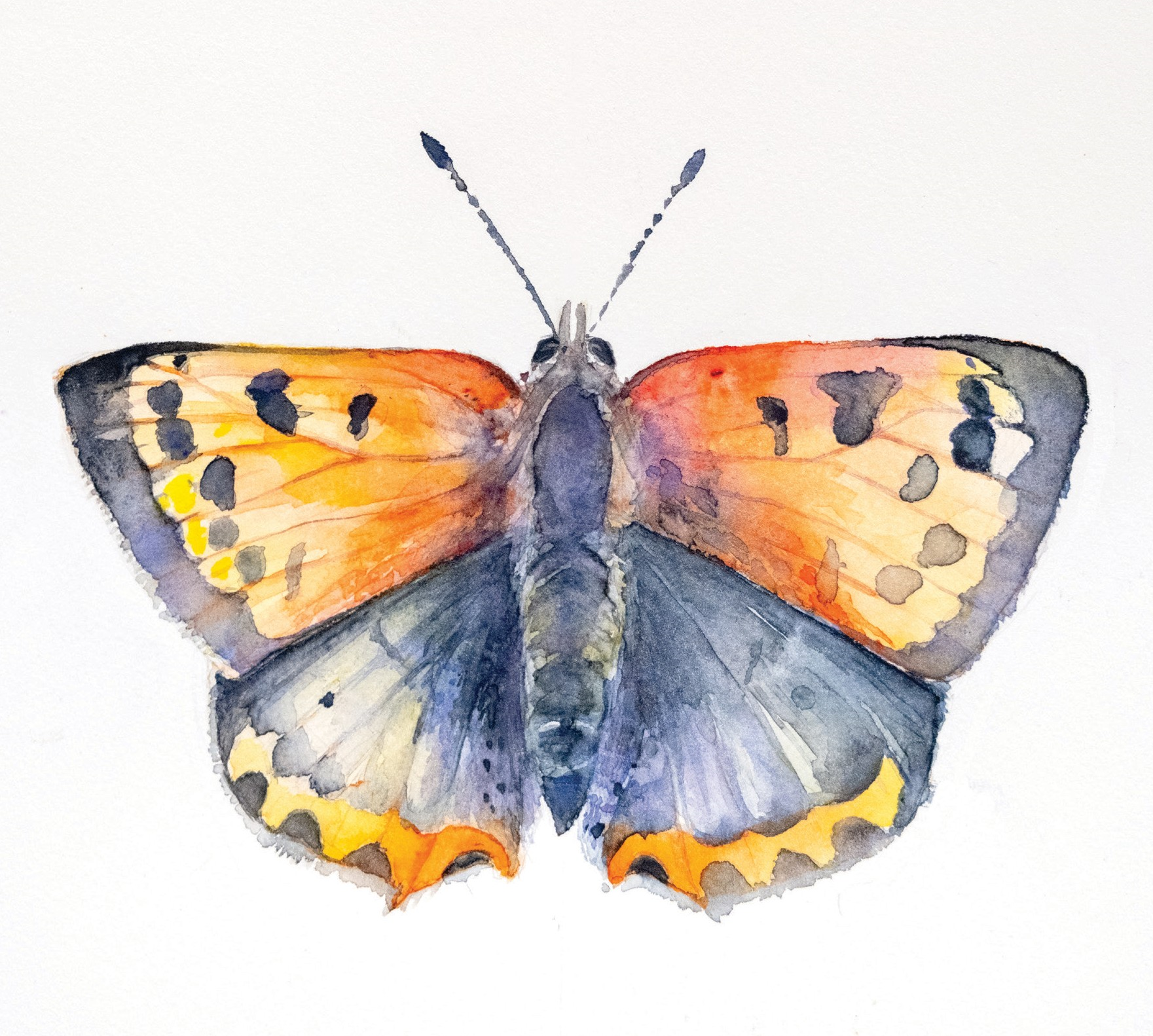Tutorial Acuarela – Mariposa Manto Bicolor con Véronique Baur